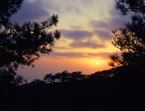 Torrey Pine trees are silhouetted at sunset at the Torrey Pines State Reserve in San Diego, California.