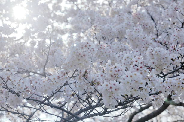 istock Sakura blooming in spring in Japan 1467520699