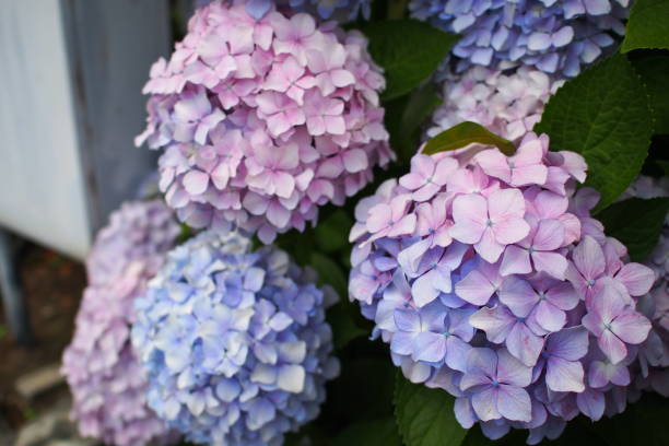 istock Purple flower in May 1467522031