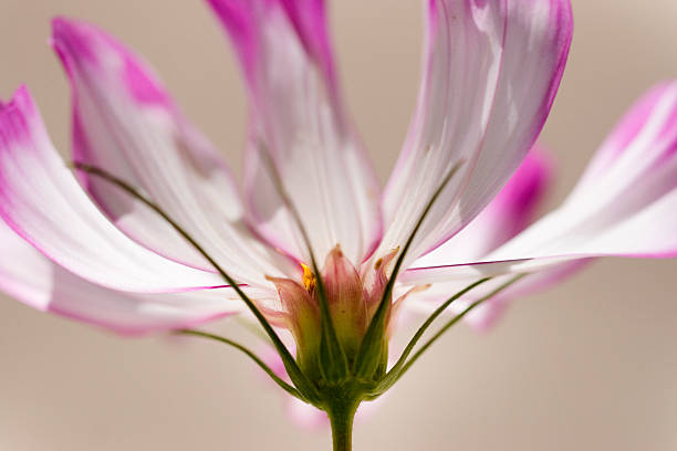 Close-up branca flor e roxo - fotografia de stock