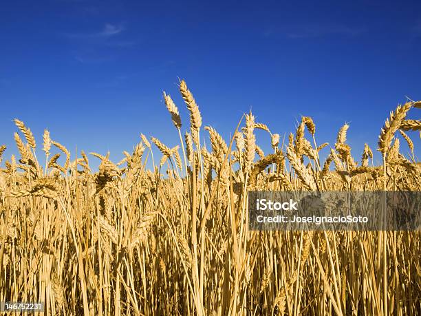 Wheat Field Stock Photo - Download Image Now - Agricultural Field, Agriculture, Backgrounds