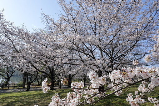 Cherry blossoms are blooming under the warm sunlight