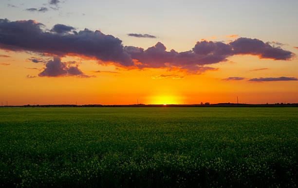 prairie tramonto - manitoba canada prairie canola foto e immagini stock