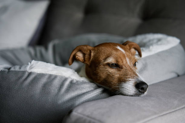 istock Cute dog sleeping on sofa, close up portrait 1467523500