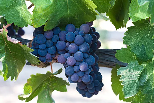 red syrah grape cluster on vine with grape leaves surrounding the cluster.