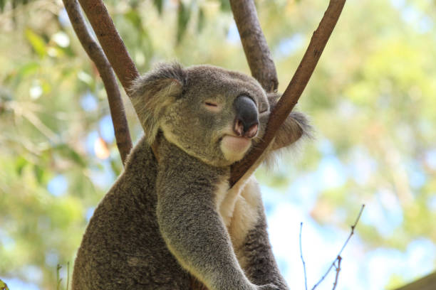 istock Close-up of a koala sleeping with his head resting in the fork of the eucalyptus tree.    Big fluffy ears. Gold Coast Queensland Australia 1467523802
