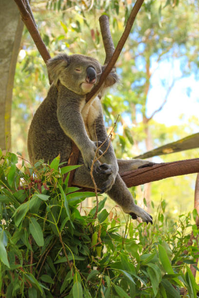 istock Koala  sleeping in a eucalyptus tree with his head in the fork of the tree.  Green eucalyptus leaves just below.  Gold Coast Queensland Australia 1467523862