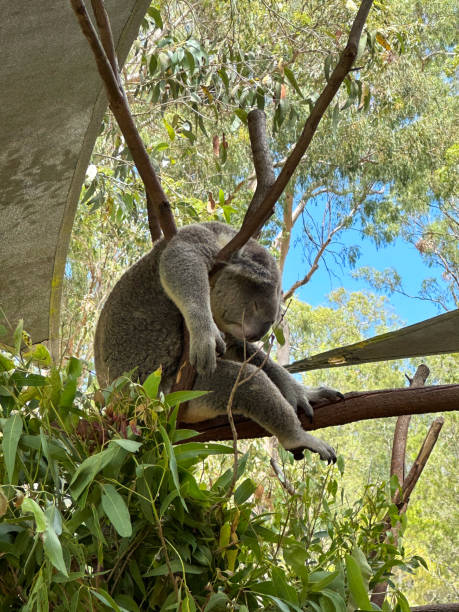 istock Koala sleeping in a eucalyptus tree with his head between his arms.  Green eucalyptus leaves all around.  Blue sky in the background.   Gold Coast Queensland Australia 1467523866