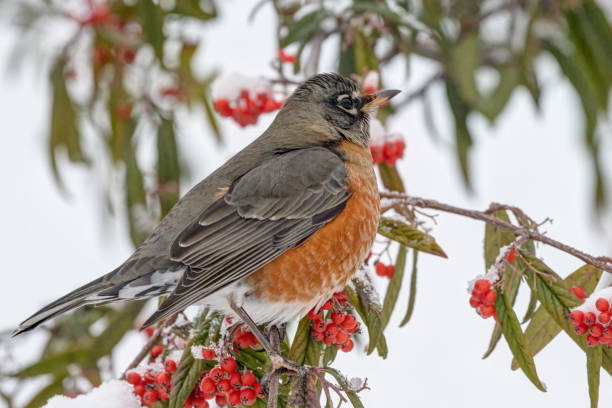 istock American Robin eating berries in a park 1467525224