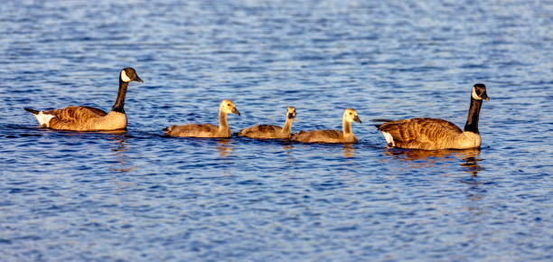 istock Canada Goose parents escorting babies in a lake 1467525267