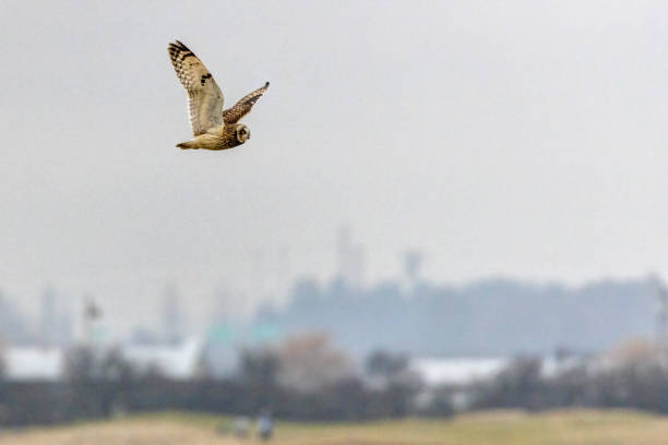 istock short-eared owl flying in winter 1467525276