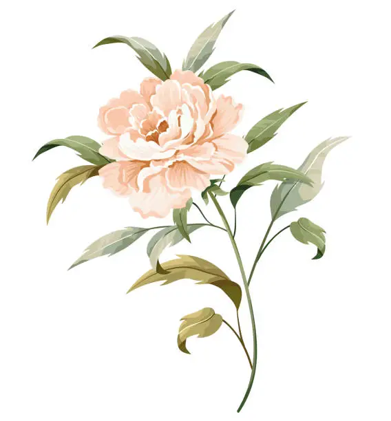 Vector illustration of Peach rosy peony with a stem and leaves isolated on white background.