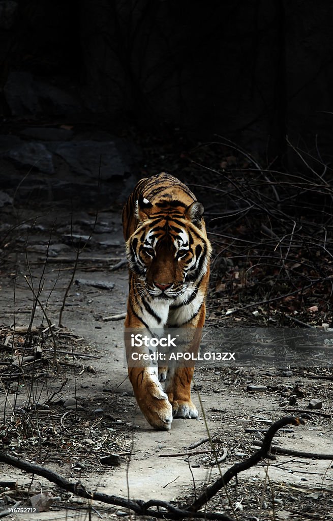 Tigre - Foto de stock de Animais Machos royalty-free