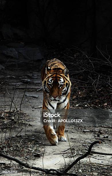 Foto de Tigre e mais fotos de stock de Animais Machos - Animais Machos, Animais em Extinção, Animal