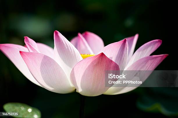 Beautiful Pink Lotus Flower In Water Lily Pond Stock Photo - Download Image Now - Asia, Backgrounds, Beauty In Nature