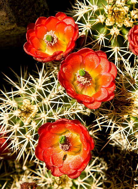 hedgehog cactus kwitnąć - single flower flower cactus hedgehog cactus zdjęcia i obrazy z banku zdjęć
