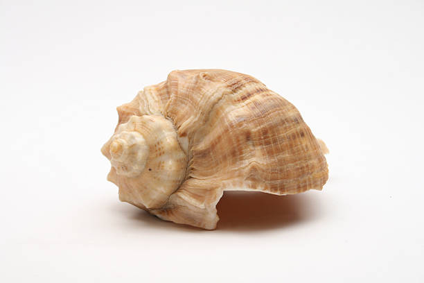 and shell stock photo