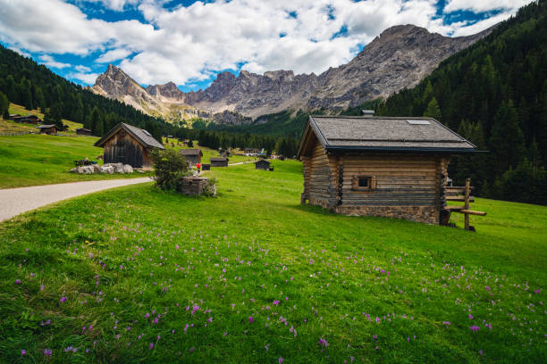 木造の小屋と花の咲く緑の野原、サンニコロ渓谷、ドロミテ - spring crocus temperate flower european alps ストックフォトと画像