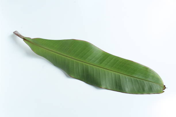 istock banana leaf isolated on white background 1467527819