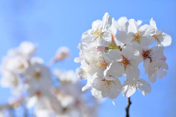 istock Sakura blooming in spring in Japan 1467527901