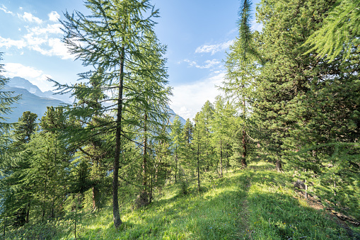 Pine forest landscape on sunset in swiss Alps