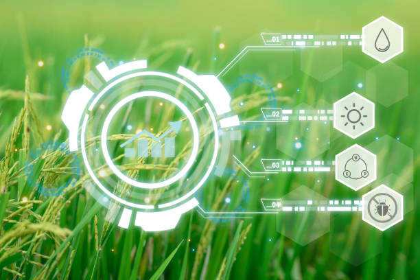 istock Smart Farm, Nature of rice field on rice paddy 1467528015