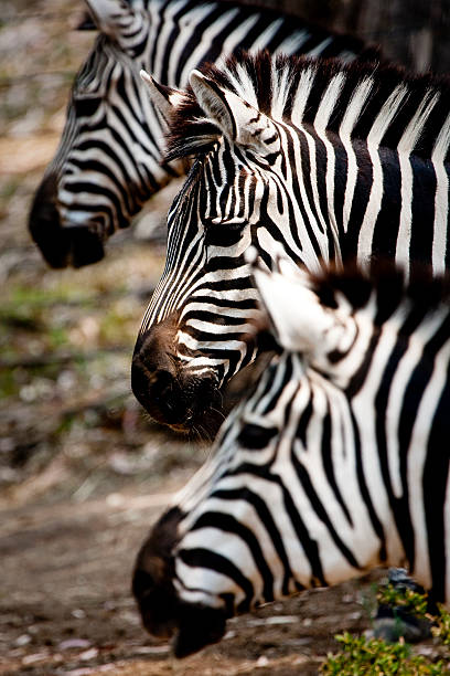 istock Row of Zebras 146752826