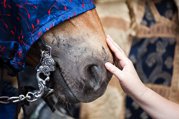 istock Care for the horse 146752827