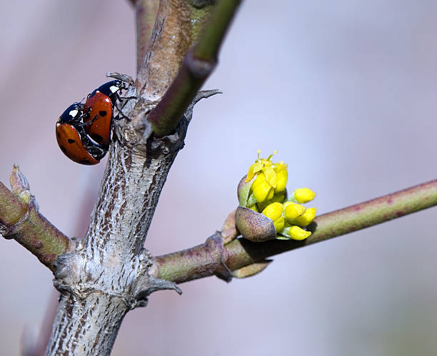 Close-up of two matings ladybugs stock photo