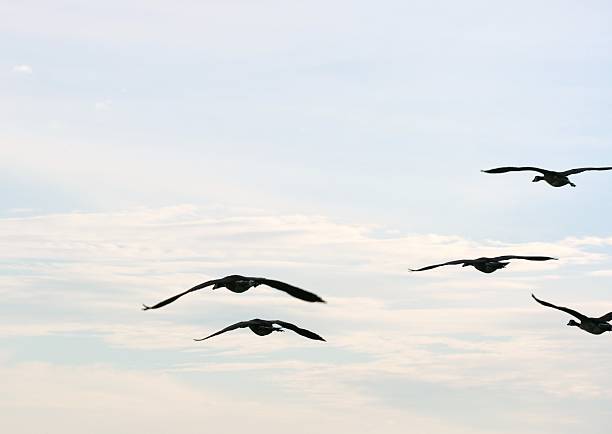 Birds in Flight stock photo