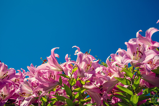 Stargazer lily plants in a garden