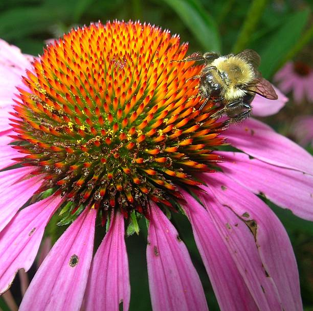 Bee Lunch stock photo