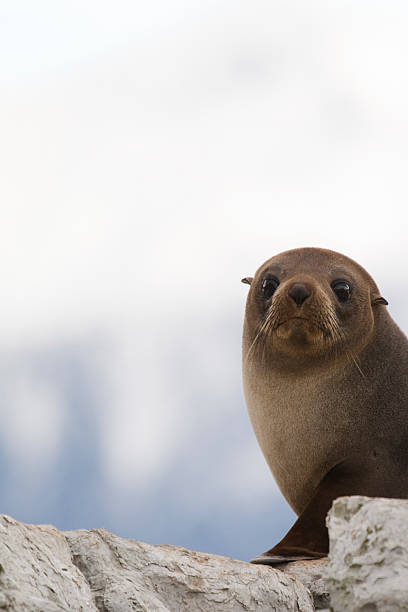 New Zealand fur seal (Arctocephalus forsteri) stock photo