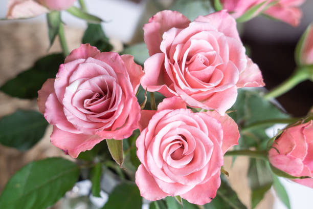 istock Beautiful pink pastel roses in spring 1467530703
