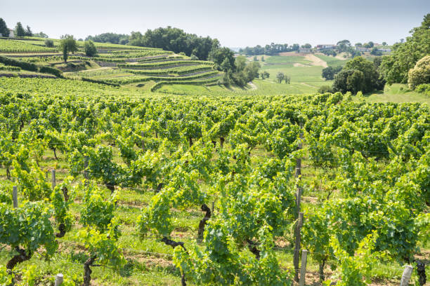 istock Vineyard in Saint Emilion, France 1467530936