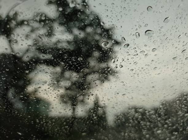 istock abstract background of trees in the rain 1467531587