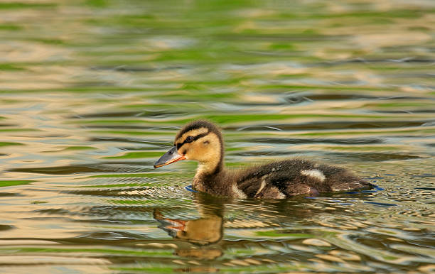 duckling on the lake stock photo