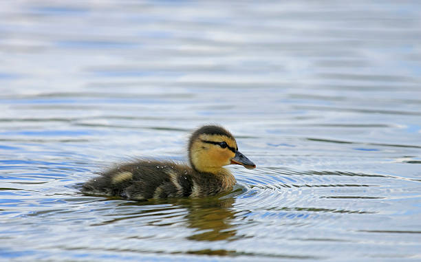 duckling on the lake stock photo