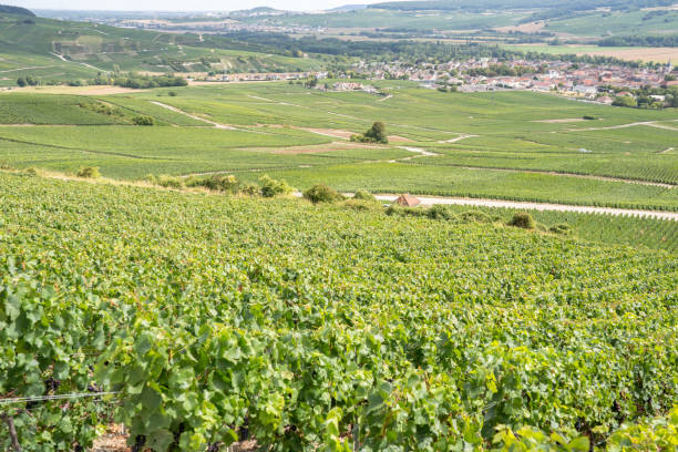 istock Champagne vineyards, France 1467533127