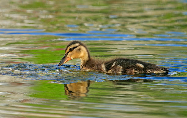 duckling on the lake stock photo