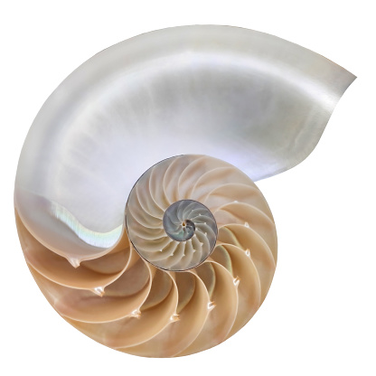 Nautilus pompilius, living fossil mollusca. Chambered Nautilus shell cutaway isolated on white