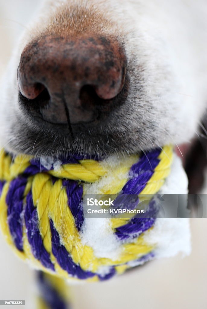 Cão, segurando a bola - Foto de stock de Agarrar royalty-free