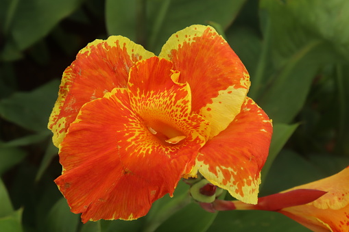 orange canna lily flowers in the garden