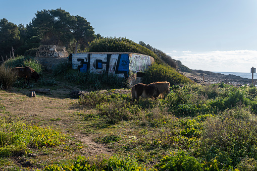Sa Coma, Spain; february 17 2023: Former Spanish Civil War bunker on the beach of Sa Coma with ponies grazing at dawn. Island of Mallorca, Spain
