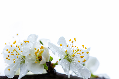 Blooming white flower tree close up isolated on white.