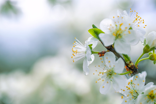 Blooming cherry branches with white flowers close-up, background of spring nature. Macro image of vegetation, close-up with depth of field.