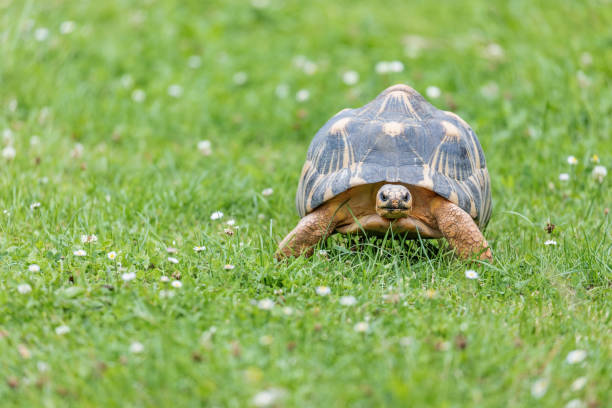 Radiated tortoise  walking outdoors.