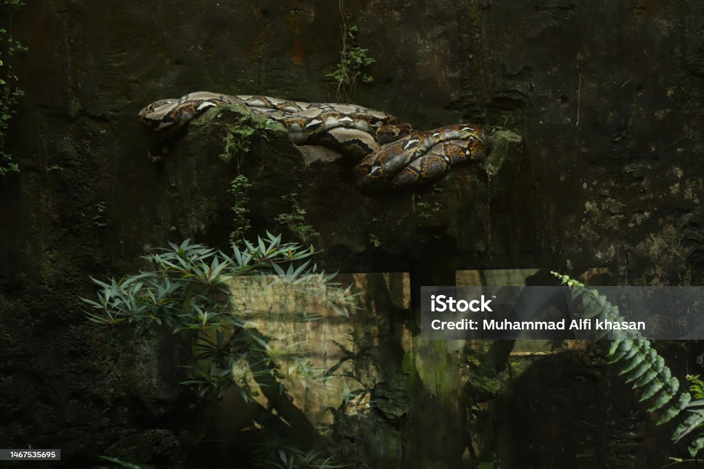 A Reticulated Python Sunbathing On A Cliff Stock Photo - Download Image ...