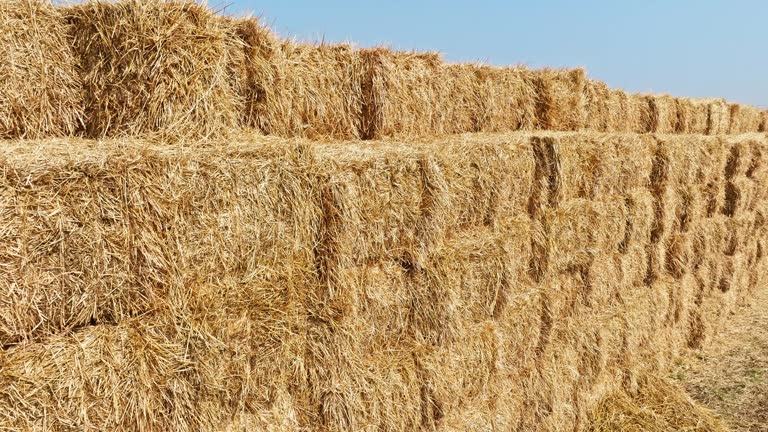 Straw bales in a wheat field