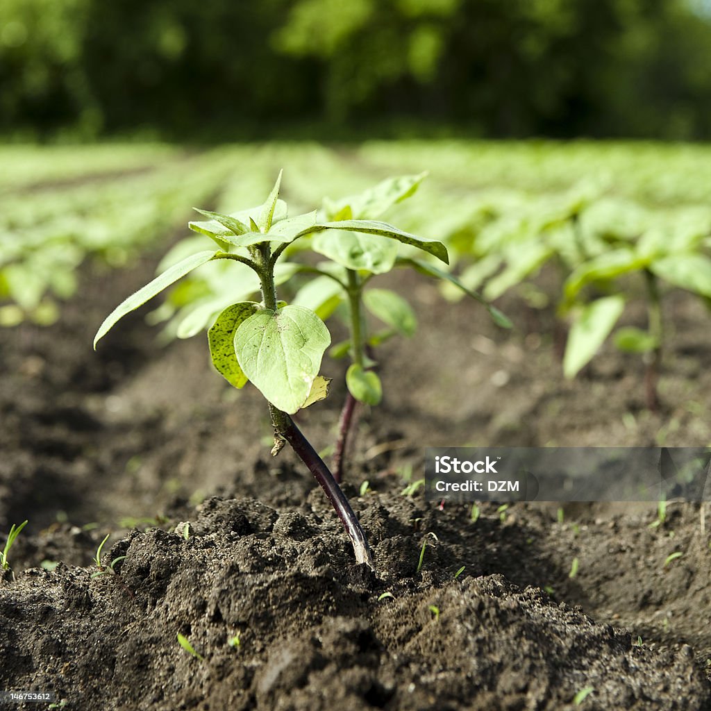 Green plant growing in a crop field Young sunflower sprout in a field Agricultural Field Stock Photo